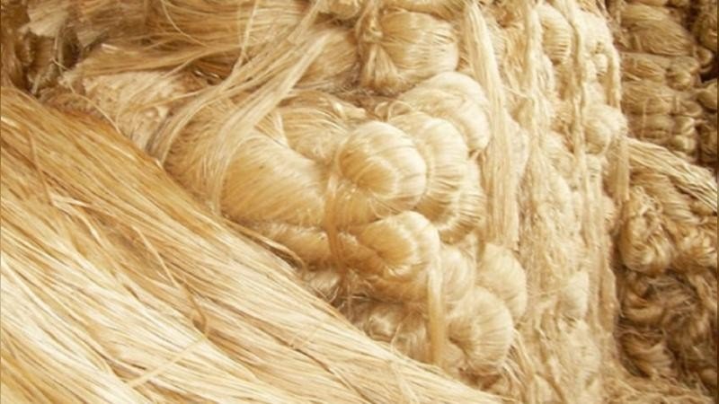 Black Shadow Over Golden Fiber: Jute Prices Drop by Thousands in Two Weeks